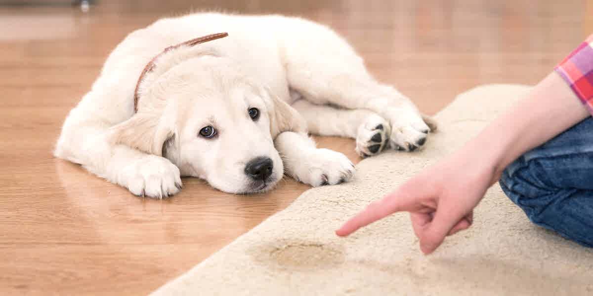 Tuvalet Eğitimi, Tuvalet Eğitimi