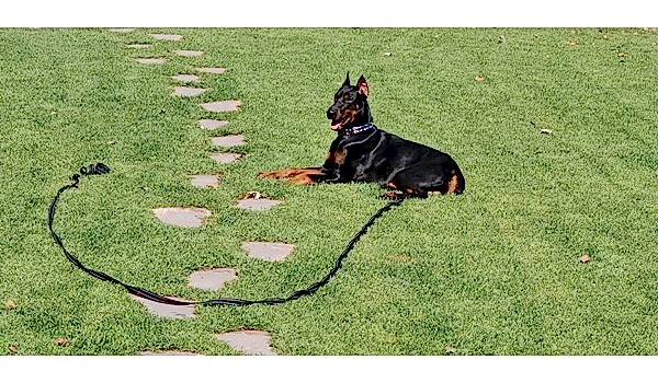 Köpek Otel Hizmeti, Köpek Otel Hizmeti