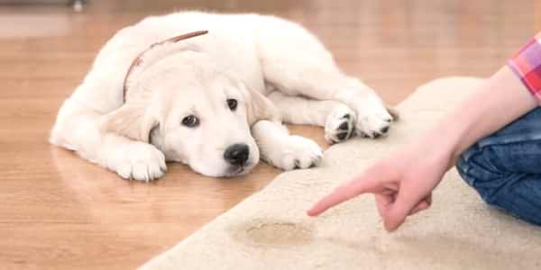 Tuvalet Eğitimi, Tuvalet Eğitimi