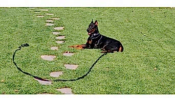 Köpek Otel Hizmeti, Köpek Otel Hizmeti